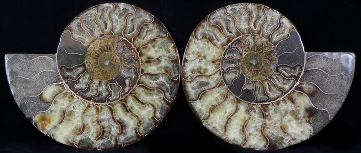 Cut & Polished Ammonite Fossil - Agatized #37147